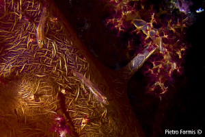 Little Gobies on soft coral... by Pietro Formis 